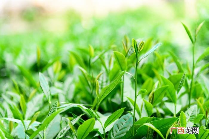 喝茶时适合发朋友圈的文案 发朋友圈茶该怎么配文