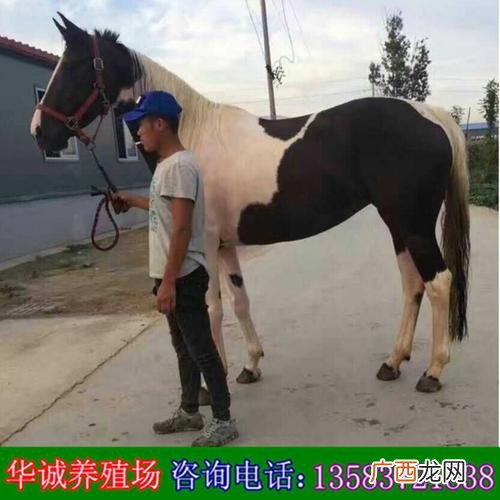 山东济宁养殖基地 山东远大养殖场