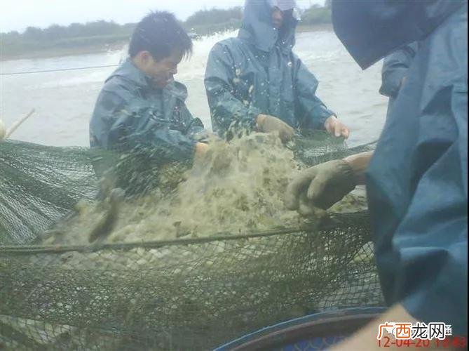 水产养殖技术员招聘信息 深圳水产鱼苗养殖招聘