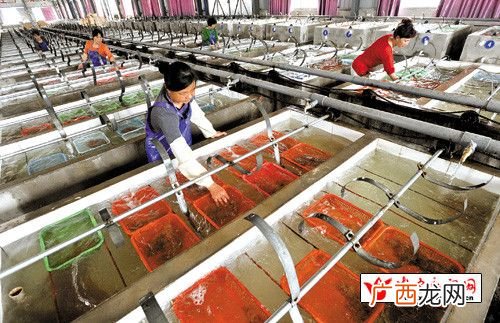 水产养殖技术员招聘信息 深圳水产鱼苗养殖招聘