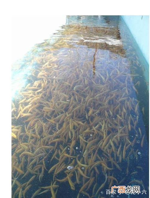水产养殖技术员招聘信息 深圳水产鱼苗养殖招聘
