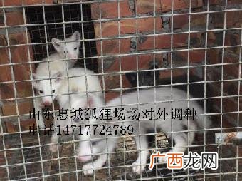 特种养殖有哪些品种 淮北市特种养殖