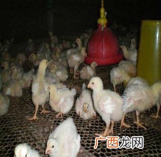 山鸡养殖 山东土鸡苗养殖