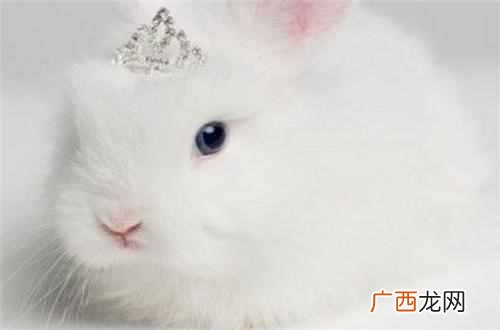 二货是爱的称呼吗 二货是什么意思怎解释