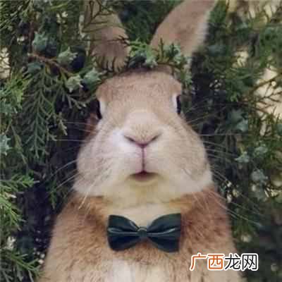 二货是爱的称呼吗 二货是什么意思怎解释