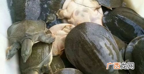 东莞水族批发市场在哪 东莞水鱼养殖厂