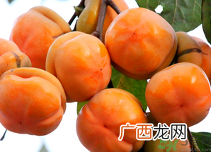 吃柿子会得结石吗？吃柿子会结石吗？