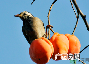 吃柿子会过敏吗？过敏可以吃柿子吗？