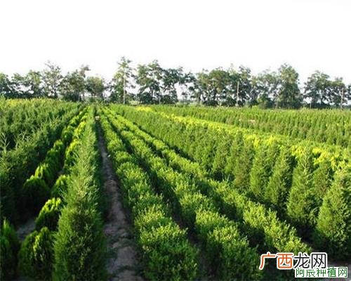冬青怎么养,冬青的养殖方法和注意事项