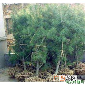 冬青怎么养,冬青的养殖方法和注意事项