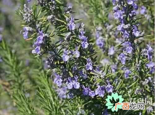 食用迷迭香有哪些功效 迷迭香是什么植物