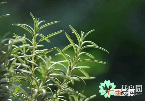 食用迷迭香有哪些功效 迷迭香是什么植物