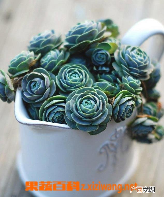 子持莲华的种植要铺石头吗