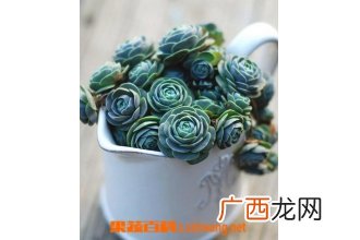子持莲华的种植要铺石头吗