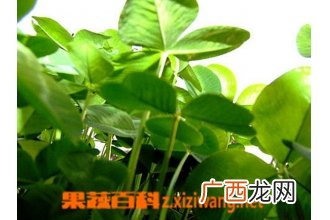 幸福草如何养殖 幸福草的养殖方法技巧