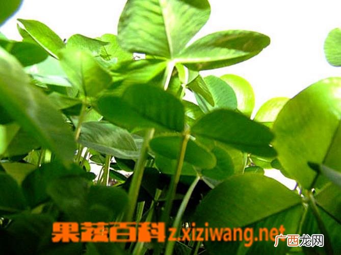 幸福草如何养殖 幸福草的养殖方法技巧