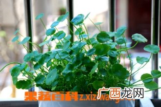 盆栽铜钱草的养殖方法