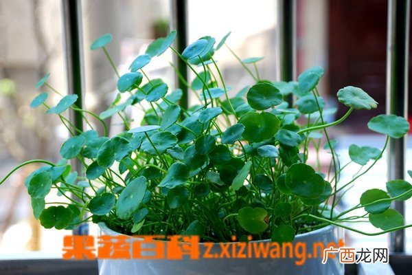 盆栽铜钱草的养殖方法