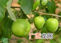吃青枣会拉肚子吗？拉肚子可以吃青枣吗？