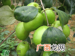 吃青枣会拉肚子吗？拉肚子可以吃青枣吗？