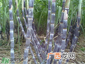 为什么吃甘蔗肚子疼？吃甘蔗为什么会肚子疼？