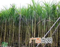 吃甘蔗拉肚子怎么回事？吃甘蔗拉肚子怎么办？
