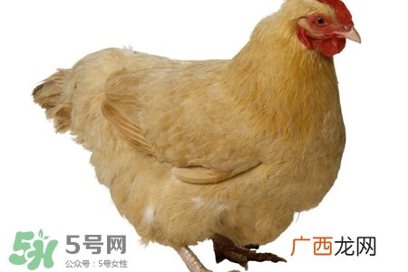 禽流感人与人传染吗?人得了禽流感会传染吗?