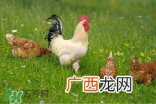 禽流感人与人传染吗?人得了禽流感会传染吗?