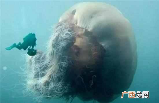 什么是深海恐惧症(有深海恐惧症是什么原因导
