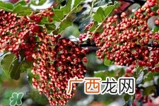花椒水治脚气管用吗?花椒水泡脚可以治脚气吗?