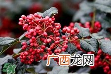 花椒水治脚气管用吗?花椒水泡脚可以治脚气吗?