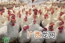 h7n9禽流感可以治愈吗？禽流感能治好吗？