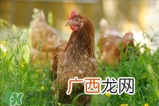 h7n9禽流感可以治愈吗？禽流感能治好吗？