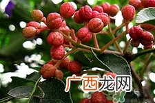 花椒真的能治打呼噜吗?花椒水治打呼噜有效吗?