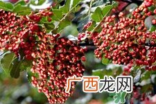 花椒真的能治打呼噜吗?花椒水治打呼噜有效吗?
