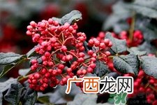 花椒真的能治打呼噜吗?花椒水治打呼噜有效吗?