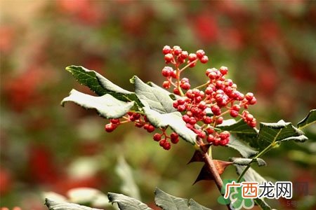 花椒真的能治打呼噜吗?花椒水治打呼噜有效吗?