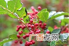 花椒真的能治打呼噜吗?花椒水治打呼噜有效吗?