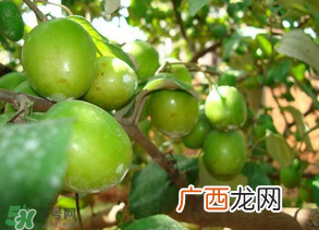 青枣吃多了会拉肚子吗？吃青枣为什么会拉肚子？