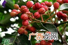 花椒水能治痔疮吗？花椒水治痔疮有效果吗？