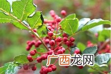 花椒水能治痔疮吗？花椒水治痔疮有效果吗？