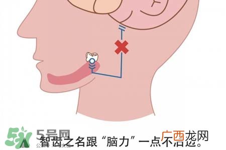 智齿会一直长吗？智齿会停止生长吗？