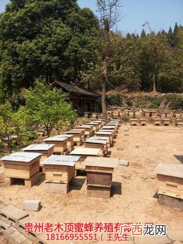 养蜂知识和技术全部 密蜂养殖技术大全