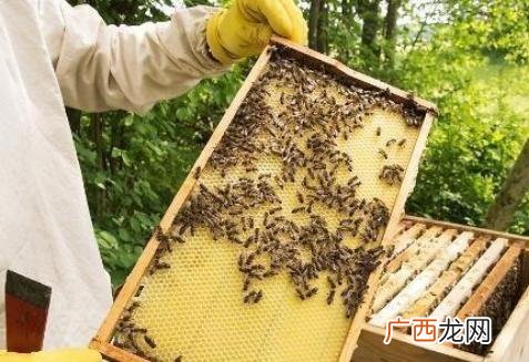 养蜂知识和技术全部 密蜂养殖技术大全
