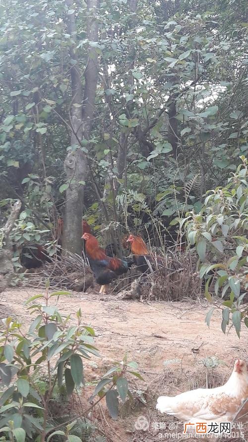 林下种植什么最好 树林适合养殖什么