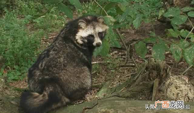 一丘之貉是什么意思（一丘之貉的貉是什么动物