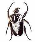 什么是生物学有什么分类（生物学所要研究的是