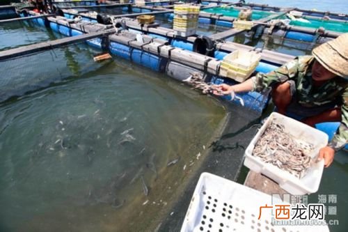 水产养殖什么品种好 水产养殖种类 群别
