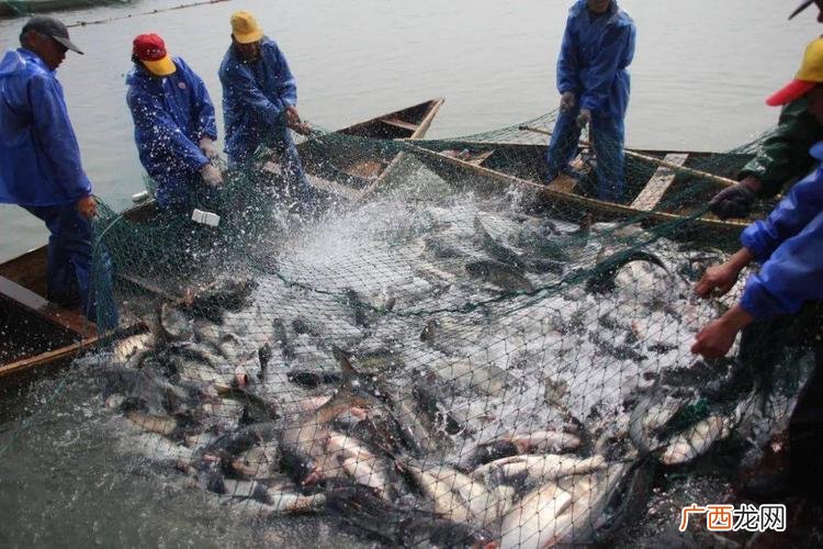水产养殖什么品种好 水产养殖种类 群别