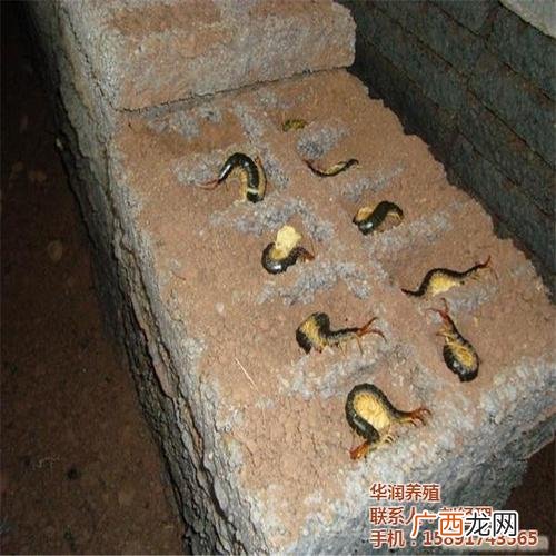 哪里是蜈蚣养殖之彡 江苏鑫宇蜈蚣养殖场